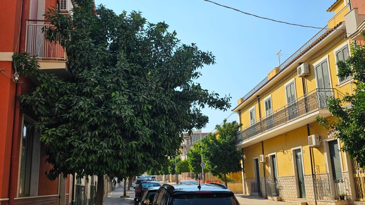 Alberi di arancia amara non potati in via Sipione, un cittadino: “Ho le api dentro casa”